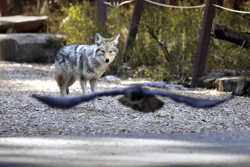 YOSEMITE NATIONAL PARK, CA - APRIL 11: A coyote wanders around Curry Village looking for a meal in Yosemite Valley on April 11, 2020. Yosemite National Park is closed to visitors due to the coronavirus, Covid 19. Animals roam the park without having to worry about crowds of people. Madera County on Saturday, April 11, 2020 in Yosemite National Park, CA. (Carolyn Cole / Los Angeles Times via Getty Images)